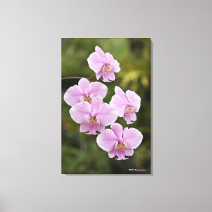 Phalaenopsis Schilleriana Canvas Print