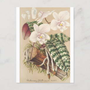 Phalaenopsis Schilleriana, Charles Antoine Lemaire Postcard