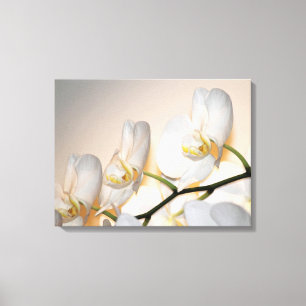 Phalaenopsis Sogo Yukidian Orchid Wrapped Canvas