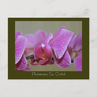 Phalaenopsis Sp. Orchid Postcard
