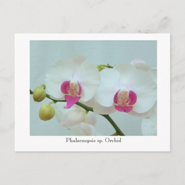 Phalaenopsis sp. Orchid Postcard (Front)