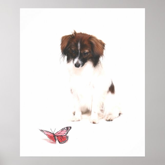 Phalene Papillon with Butterfly Poster (Front)