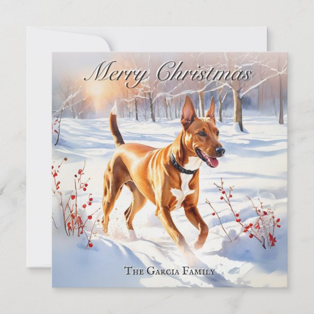Pharaoh Hound Dog In Winter Snow Christmas Holiday Card (Front)