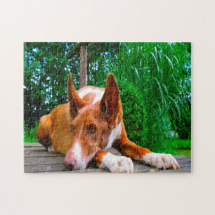 Pharaoh Hound Dog. Jigsaw Puzzle