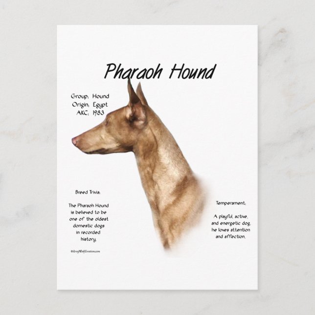 Pharaoh Hound History Design Postcard (Front)