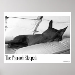 Pharaoh Hound The Pharoah Sleepeth Poster