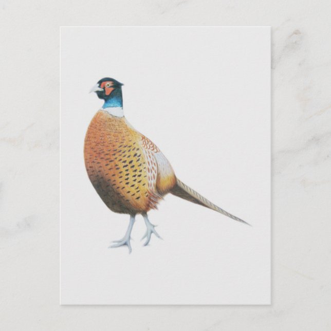 Pheasant 2012 postcard (Front)