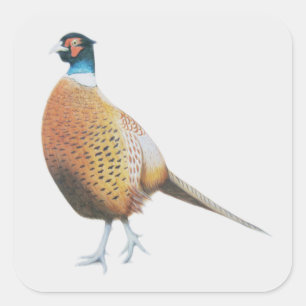 Pheasant 2012 square sticker