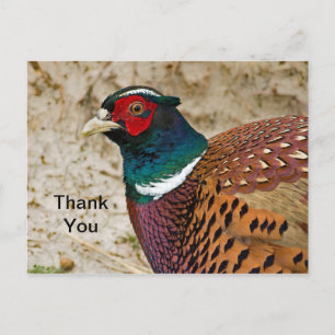 Pheasant 3 Thank You Postcard