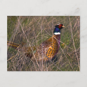Pheasant  407 postcard