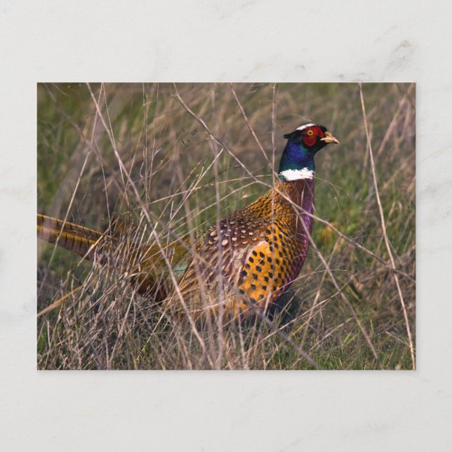 Pheasant  407 postcard (Front)