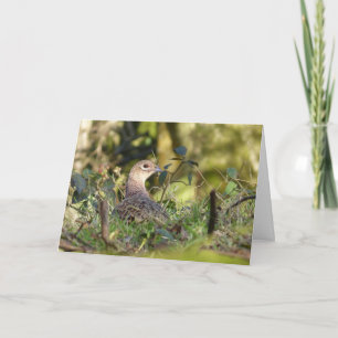 Pheasant bird card