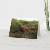 Pheasant Birthday card