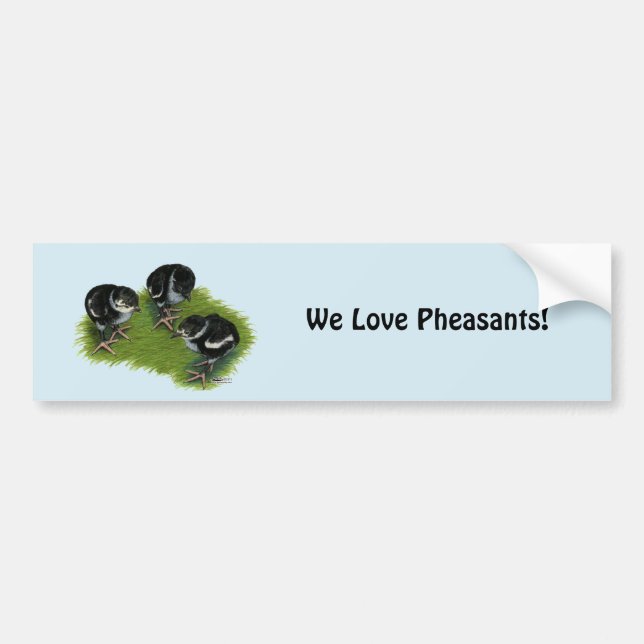 Pheasant Black Chicks Bumper Sticker (Front)