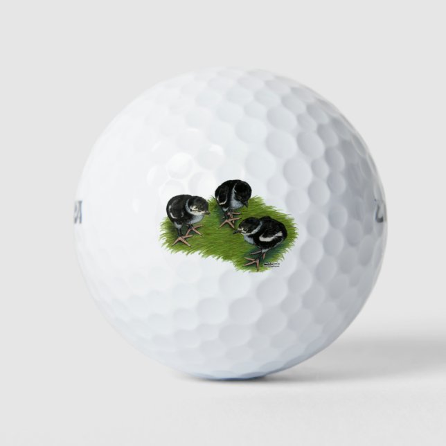 Pheasant Black Chicks Golf Balls (Front)