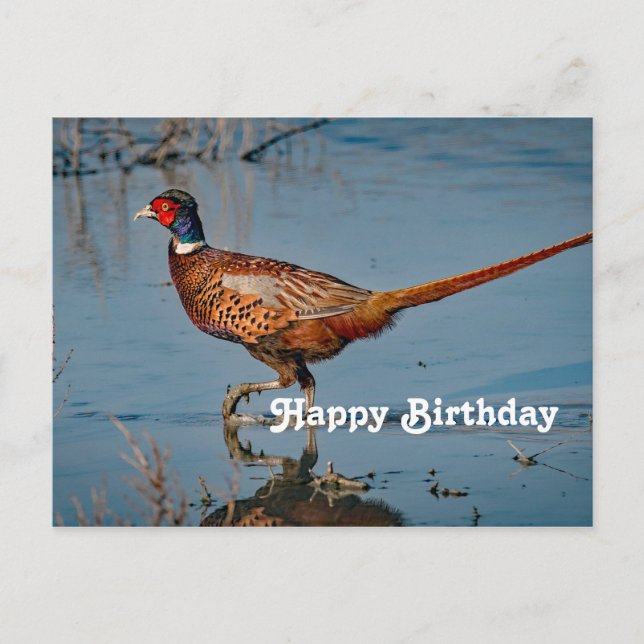 Pheasant Blue Water Photo Birthday Postcard (Front)