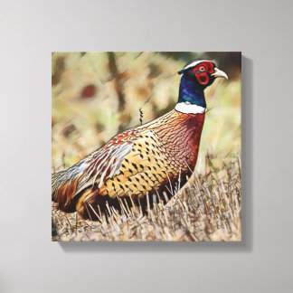 Pheasant Canvas Print