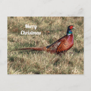 Pheasant Christmas Postcard
