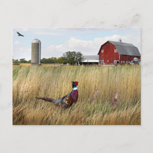 Pheasant Farm Postcard (Front)