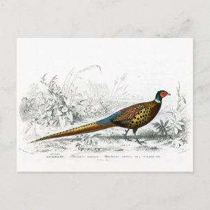 Pheasant for Christmas - Ring Necked Pheasant - Holiday Postcard