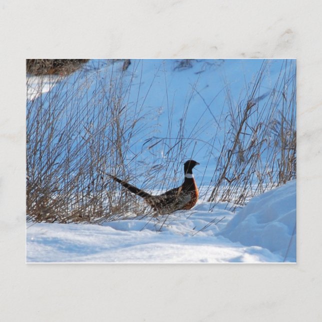 pheasant in the evening postcard (Front)