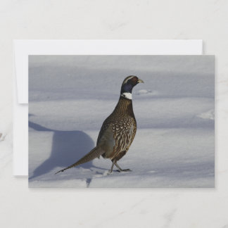 Pheasant In The Snow - Flat Greeting Card