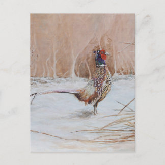 Pheasant in the snow postcard