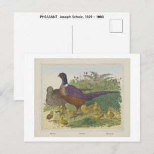 PHEASANT  Joseph Scholz, 1829 - 1880   Postcard