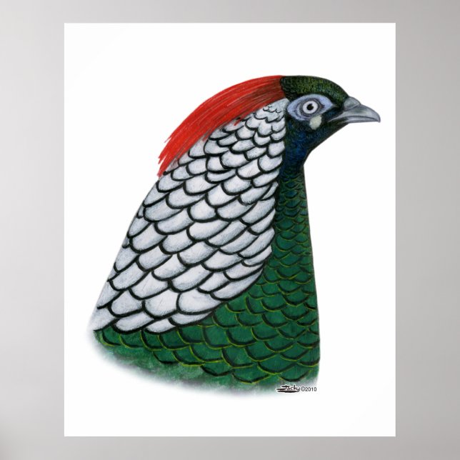 Pheasant:  Lady Amherst Head Poster (Front)