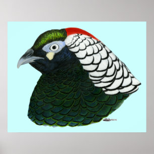 Pheasant: Lady Amherst Rooster Poster