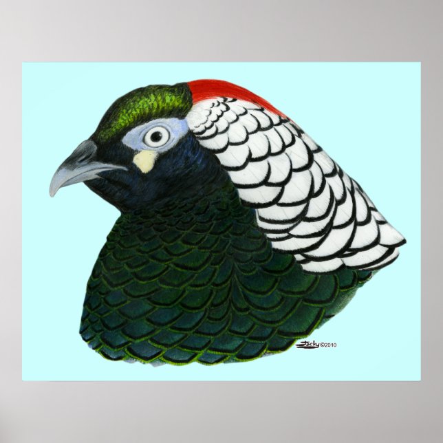 Pheasant:  Lady Amherst Rooster Poster (Front)