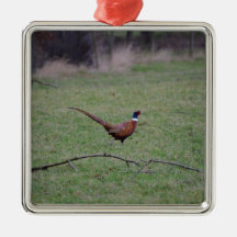 Pheasant