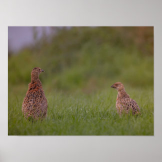 Pheasant mother with child morning poster