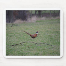 Pheasant