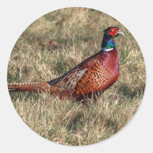 Pheasant Photo Classic Round Sticker