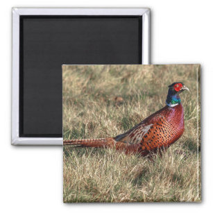 Pheasant Photo Magnet
