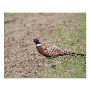Pheasant Photo Print