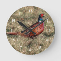 Pheasant Photo