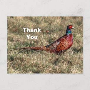 Pheasant Photo Thank You Postcard