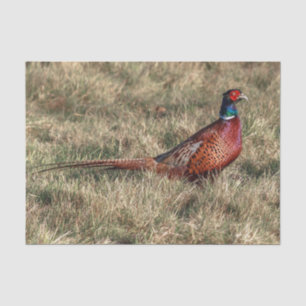 Pheasant Photo Tissue Paper