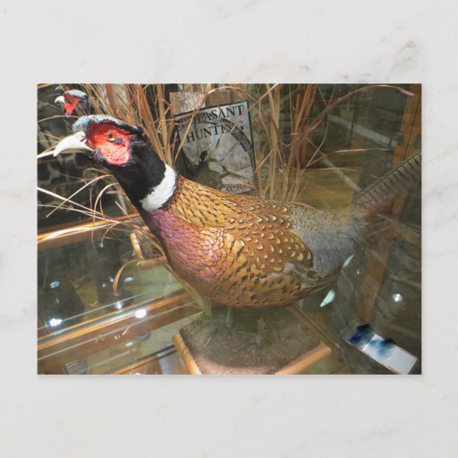 Pheasant Postcard (Front)