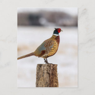 Pheasant Postcard