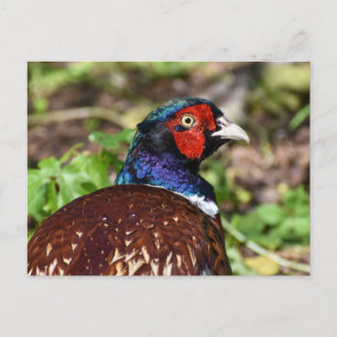 Pheasant  postcard