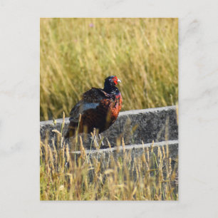 Pheasant postcard