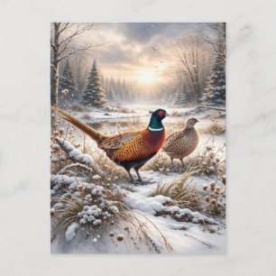 Pheasant  postcard