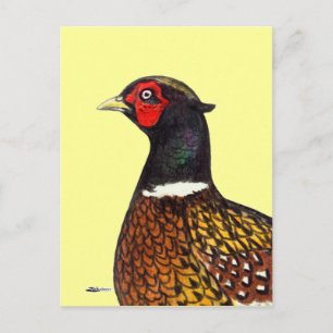 Pheasant:  Ringneck Head Postcard