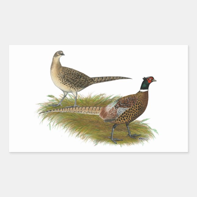 Pheasant:  Ringneck Pair Sticker (Front)