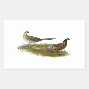 Pheasant:  Ringneck Pair Sticker