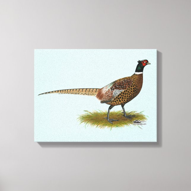 Pheasant Rooster Canvas Print (Front)