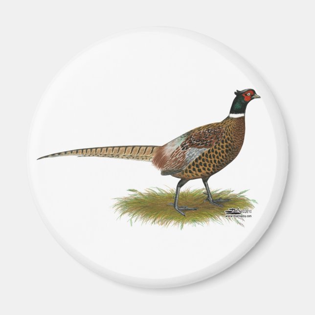 Pheasant Rooster Magnet (Front)